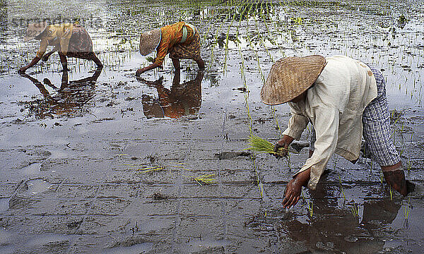 Frauen pflanzen Reis  Indonesien