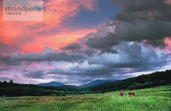 Sonnenuntergang  Pferde  Landschaft