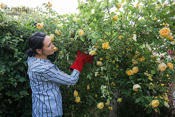 Eine Frau bindet große Rosenbüsche im Garten zusammen