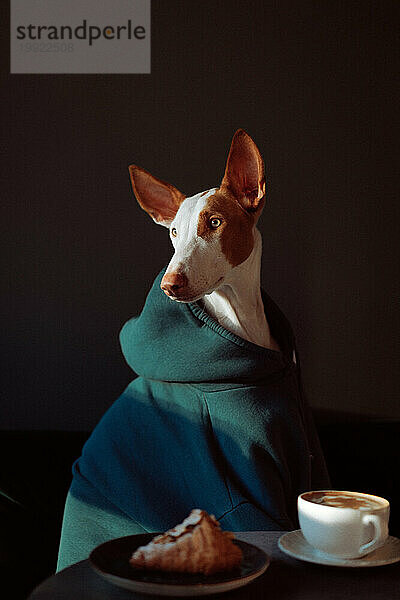 Podenco Ibicenco Hund (Ibizan Hound)  eleganter Windhund  Porträt.
