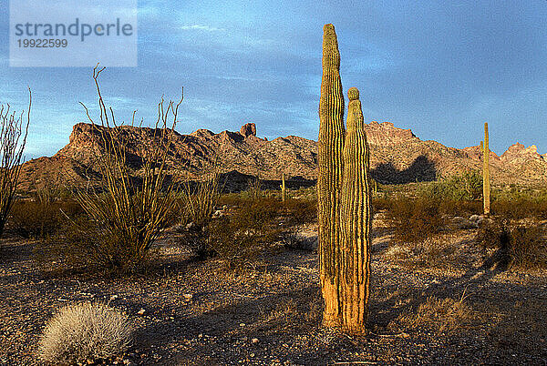 Arizona-Wüste