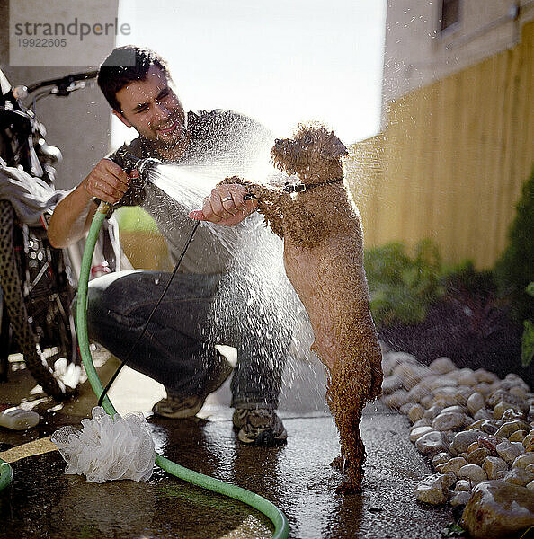 Ein junger Mann badet seinen Hund  einen Zwergpudel  in seinem Hinterhof in Philadelphia  Pennsylvania.