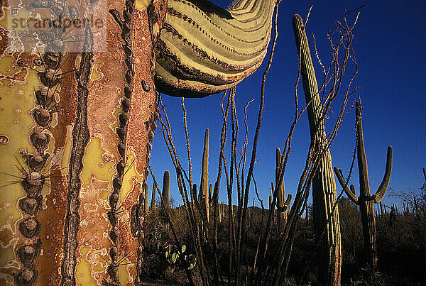 Saguaro-Nationalpark