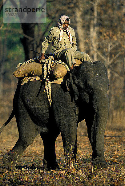 Kanha-Nationalpark  Indien.