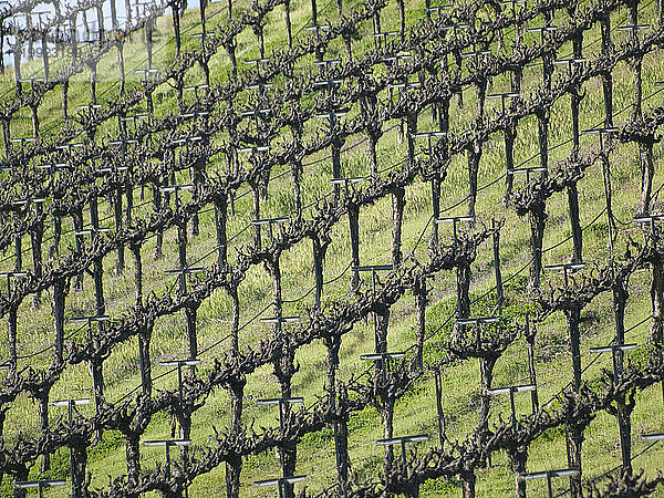 Weinreben im zeitigen Frühjahr in einem Weingut in der Nähe von Paso Robles  Kalifornien