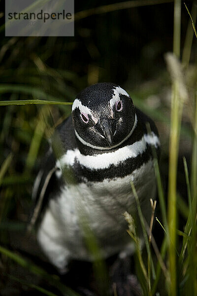 Ein Pinguin posiert für ein Foto. (Selektiver Fokus)