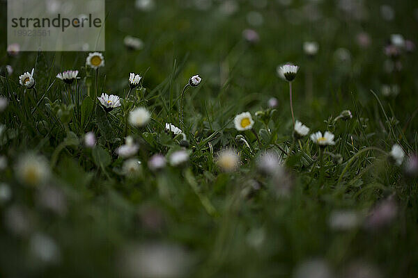 Gänseblümchen im Gras. Rhöngebirge  Deutschland