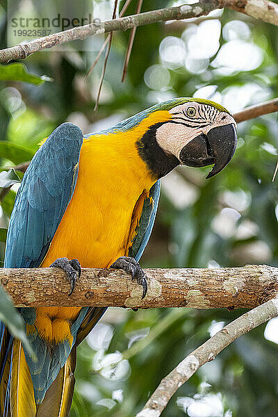 Schöne Aussicht auf den Blau-Gelb-Ara in der Amazonas-Gemeinschaft