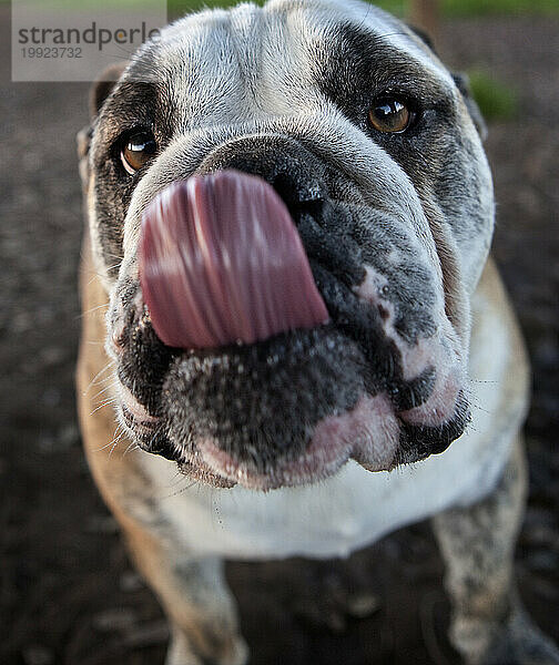 Englische Bulldogge leckt sich die Nase