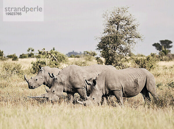 Breitmaulnashorn (Ceratotherium simum) im Krüger-Nationalpark  Südafrika