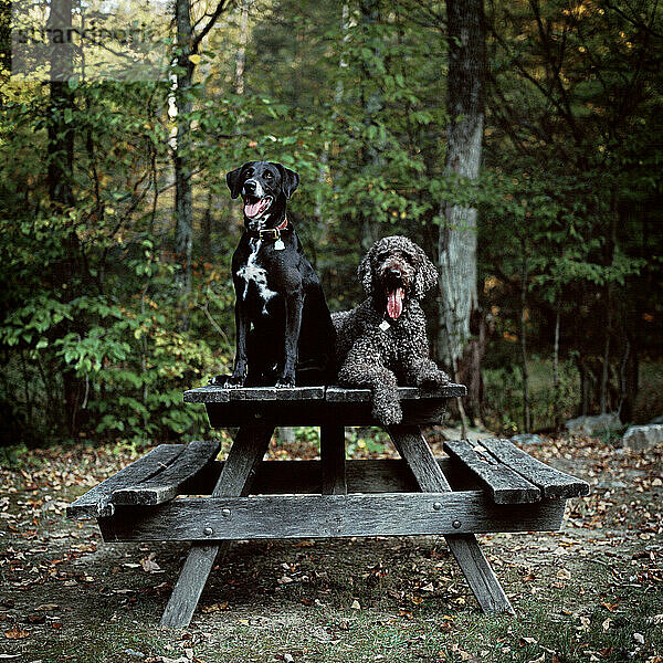 Zwei Hunde entspannen sich auf einem Picknicktisch im Fowlers Hollow State Park in der Nähe von Newville  Pennsylvania