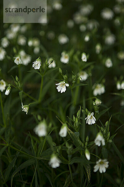 Viele weiße Blumen. Rhöngebirge  Deutschland