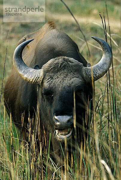 Kanha-Nationalpark  Indien