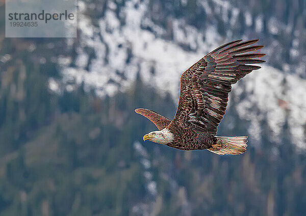 Adler im frühen Morgenlicht