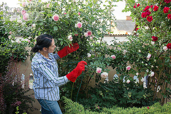 Eine Frau bindet Rosenbüsche im Garten zusammen
