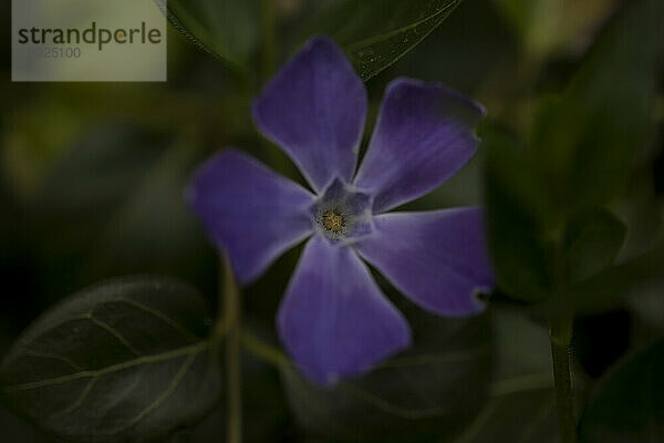 Nahaufnahme von Staubgefäßen auf einer violetten Blüte. Rhöngebirge  Deutschland