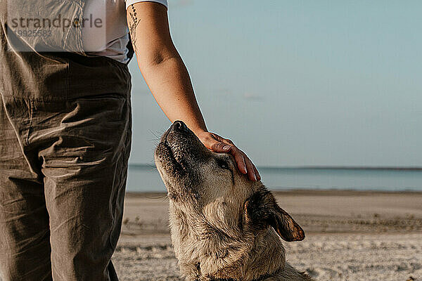 Älterer Hund am Strand bekommt etwas Liebe