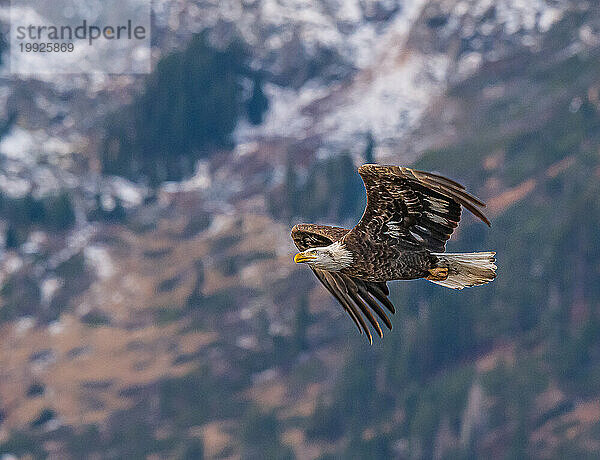 Adler fliegt zu seinem Nest.