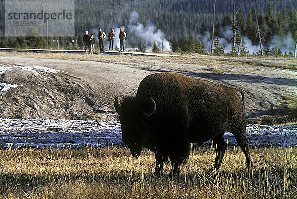 Yellowstone Nationalpark