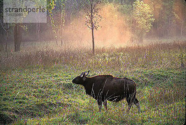 Kanha-Nationalpark  Indien