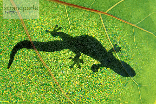 Die Silhouette eines Geckos  der sich auf einem grünen Blatt in Hawaii sonnt.