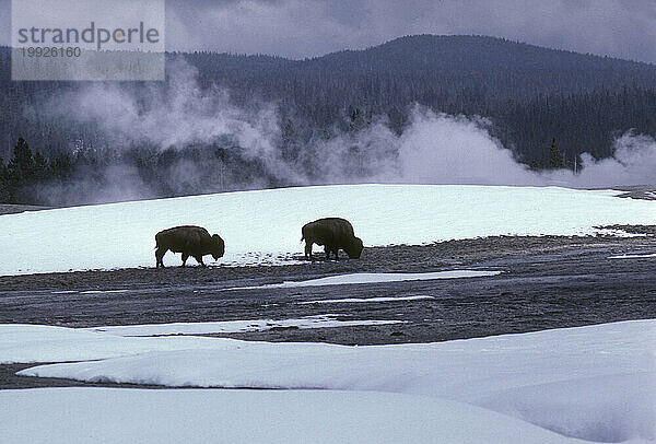 Yellowstone Nationalpark