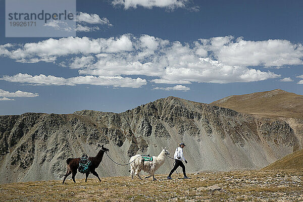 Eine Frau geht während einer Wanderung in New Mexico mit zwei Lamas spazieren.