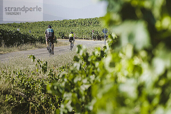 Radfahrerpaar radelt entlang der von Weinbergen umgebenen Straße  La Rioja  Pamplona  ??Spanien