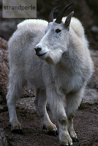 Colorado-Berge