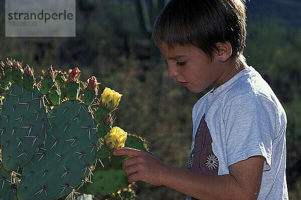 Saguaro-Nationalpark