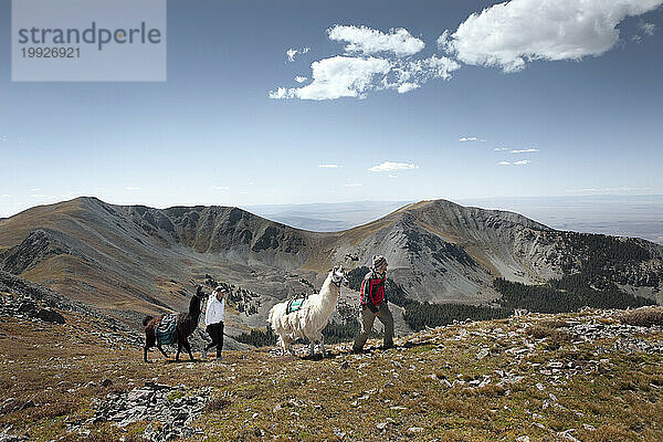 Lama-Trekking im Norden von New Mexico.