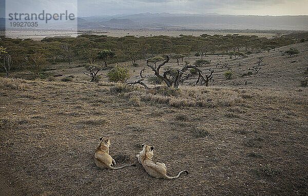 Zwei Löwen blicken über den Busch im Norden Kenias.