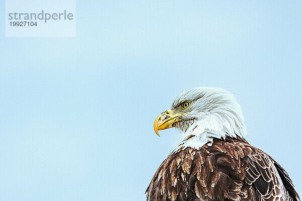 Ein Weißkopfseeadler blickt vor blauem Himmel nach vorne.