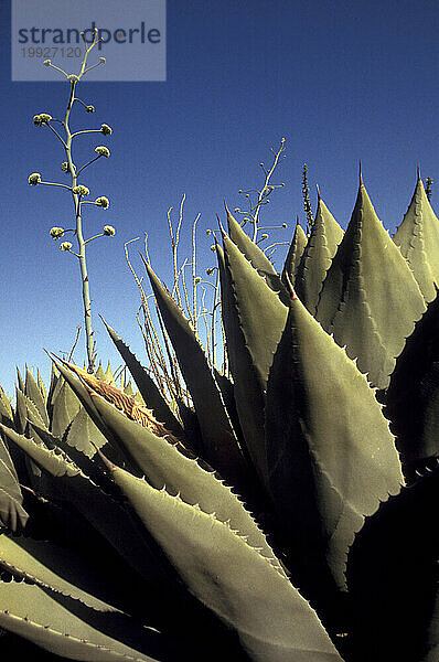 Wüstenpflanzen in der Nähe von Tucson  Arizona.