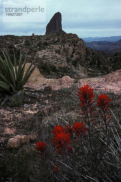 Arizona-Wüste