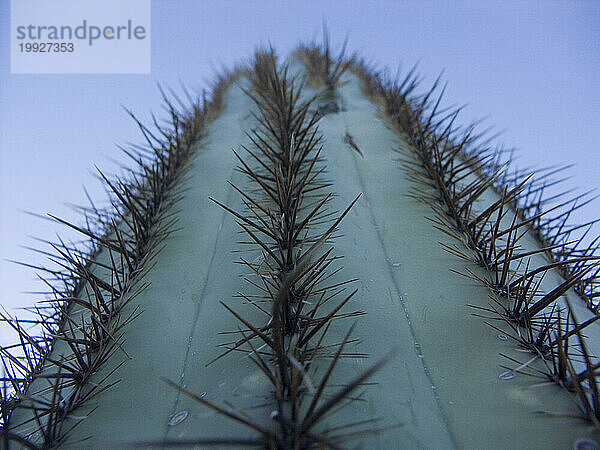 Saguaro-Kaktus in Tucson  Arizona.