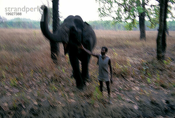 Kanha-Nationalpark  Indien