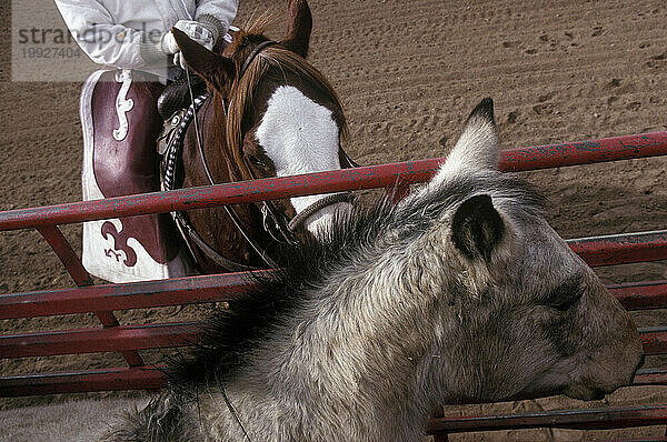 Rodeoschule