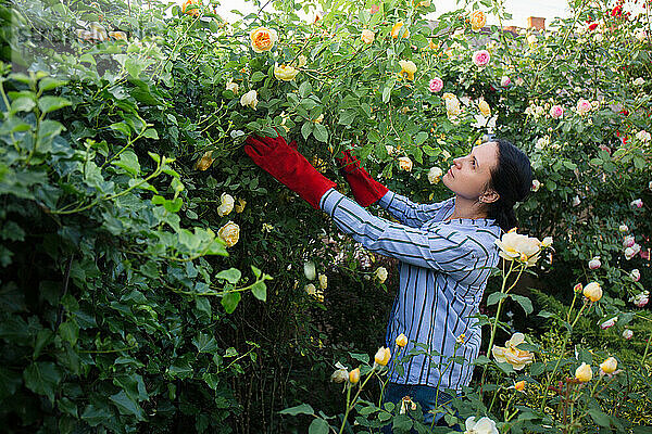 Eine Frau bindet Rosenbüsche in ihrem Garten zusammen