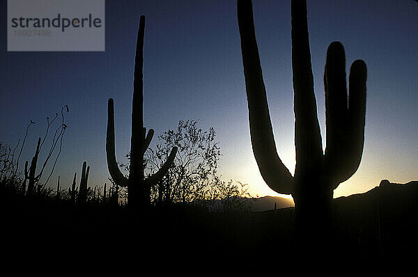 Saguaro-Nationalpark