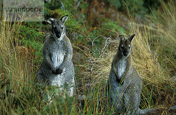 Ein Paar Bennet-Wallabys im Gestrüpp des Martha Lavinia State Reserve  King Island  Tasmanien  Australien