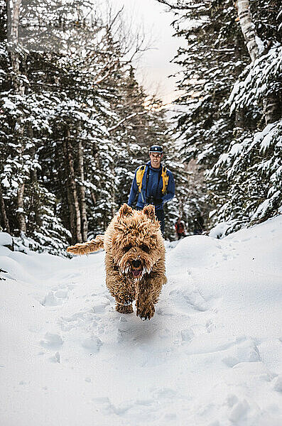 Labradoodle-Hund rennt durch den Schnee  während er mit seinem Besitzer spazieren geht