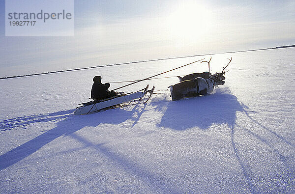 Eine Seitenansicht von zwei Rentieren  die einen Schlitten durch den Schnee ziehen  Sibirien  Russland.