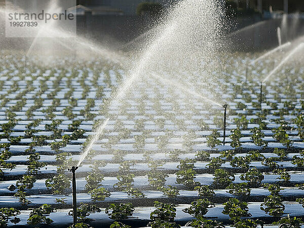 Winterfrüchte wachsen unter Plastik und werden durch Sprinkler in Santa Maria  Kalifornien  USA  bewässert