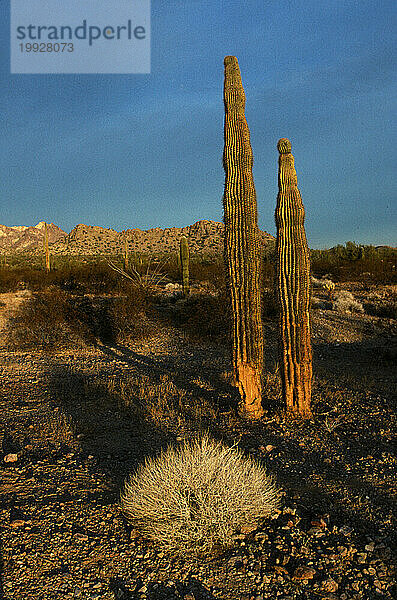 Arizona-Wüste