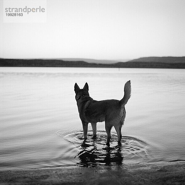 Hund schaut über das Abiquiu-Reservoir