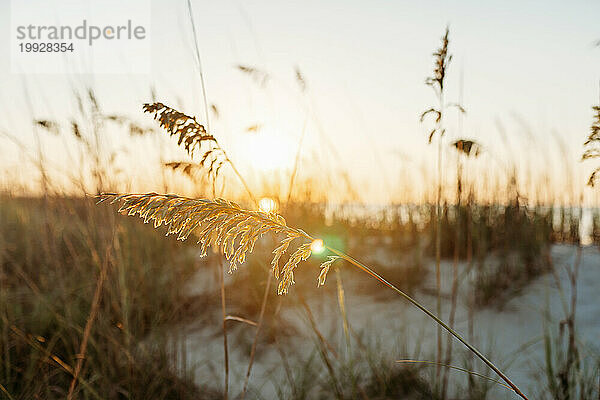 Seehafer auf Dünen auf Hilton Head Island  SC Palmetto Dunes