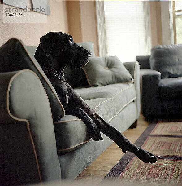 Der Hund der Deutschen Dogge sitzt zu Hause auf der Couch und entspannt sich mit ausgestreckter Pfote.