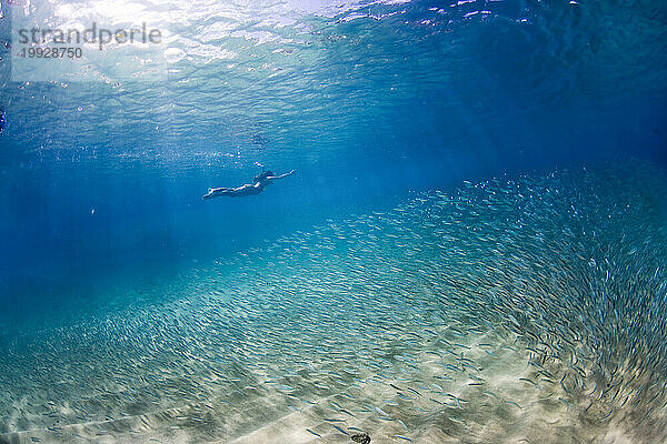 Ein Mädchen schwimmt unter Wasser in Hawaii mit einem großen Fischschwarm.