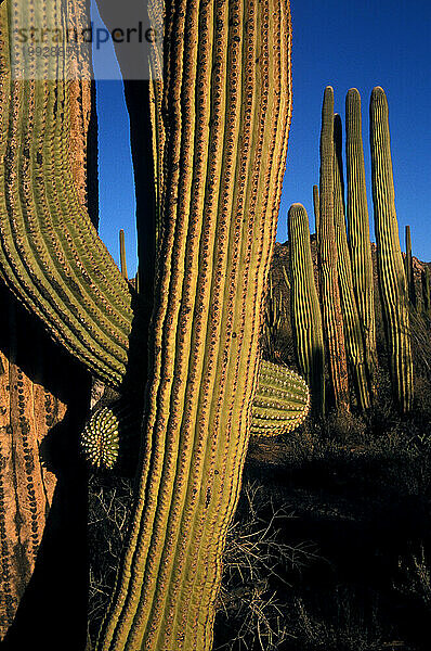 Saguaro-Nationalpark